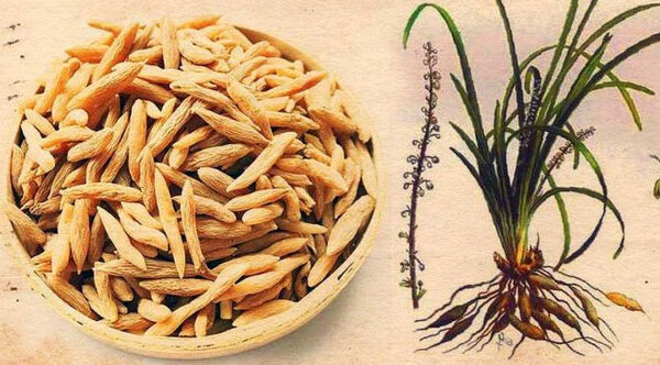 Việt Nam có một loại củ phơi khô được ví như “thuốc trường thọ”
