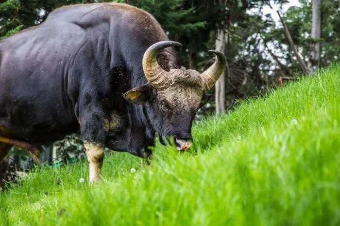 gaur-1 Nói chung, bò tót hoạt động mạnh nhất vào buổi sáng và buổi tối.