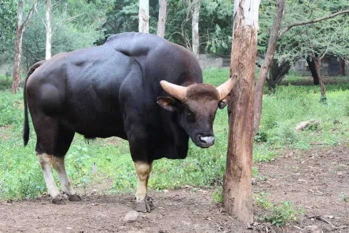 gaur-2 Một đàn bò tót thường có từ 8 đến 11 con