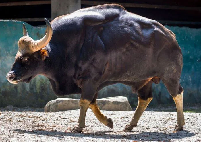 gaur-3 Tổng quần thể bò tót dao động từ 15.000 đến 35.000 cá thể.