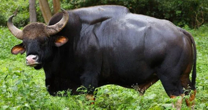 gaur Gaur được tìm thấy trên khắp lục địa Nam và Đông Nam Á