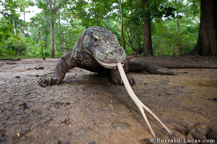 Rồng Komodo Rồng Komodo