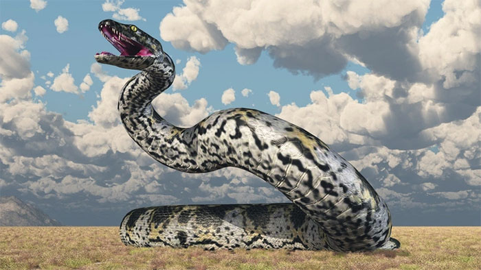 ran-titanoboa Rắn Titanoboa