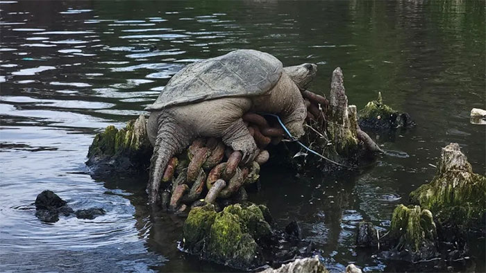 rua-ngoam-khong-lo-chonkosaurus Rùa ngoạm khổng lồ "Chonkosaurus" - được phát hiện trên sông Chicago hôm 5/5.