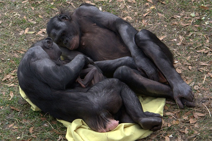 tinh-tinh-bonobo Tinh tinh lùn