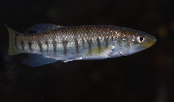 Cá mummichog Cá mummichog