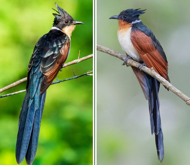 chim-khat-nuoc-1