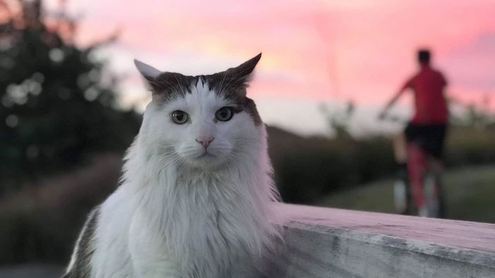 Nếu mèo lớn như hổ, mèo có thể trở nên hung dữ hơn