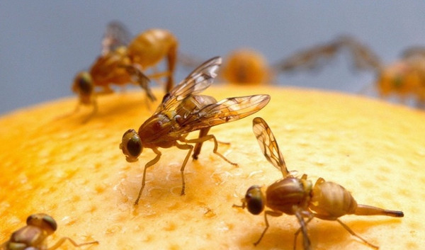 Ruồi giấm Ruồi giấm
