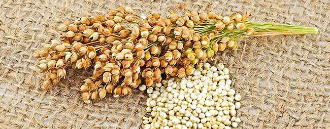 hat-quinoa-1 Hạt quinoa không thuộc họ hàng với lúa mạch hay ngũ cốc nên hoàn toàn không có chứa chất gluten