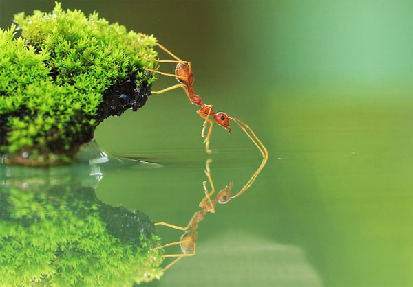 Đuổi kiến Đuổi kiến