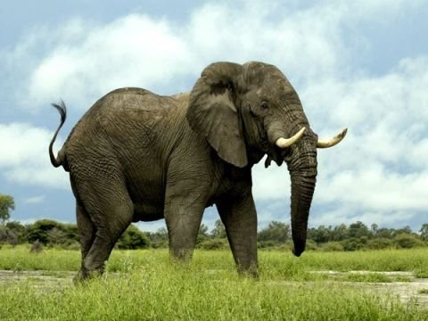 Con voi Những thí nghiệm kỳ quặc nhất mọi thời đại