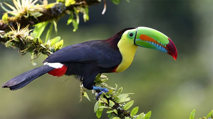 Chim Toucan mỏ lườn