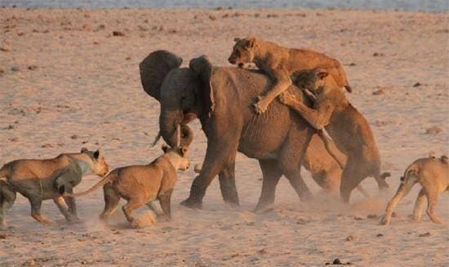 Trên thảo nguyên châu Phi, sư tử được coi là kẻ săn mồi hàng đầu