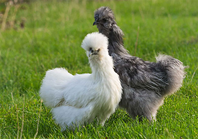 ga-silkie Gà Silkie