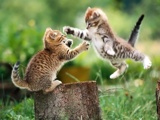 Vật nuôi cắn xé nhiều hơn Xem động vật "phát điên" mỗi khi trăng tròn