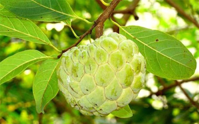 qua-na Quả Na chứa một số hợp chất giúp tăng cường sức khỏe tim mạch.