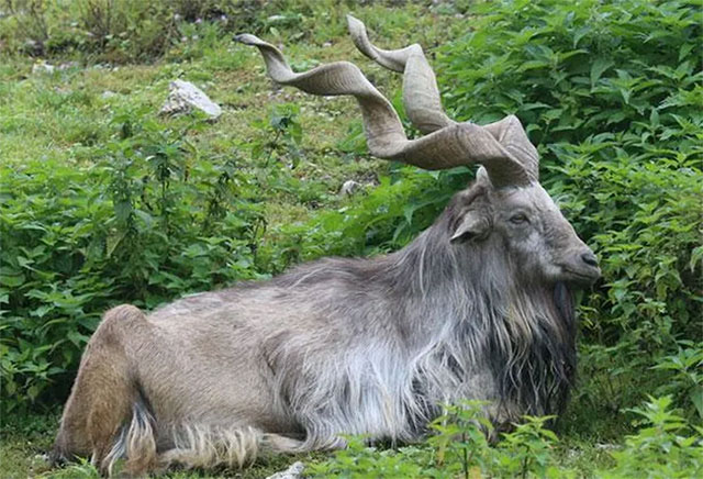 son-duong-nui-pakistan