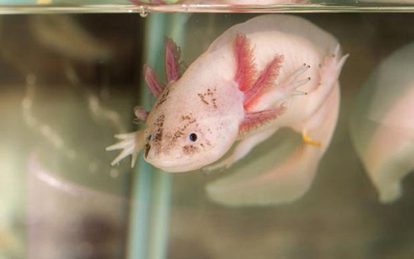 axolotl-2 Đầu có lông không nhìn thấy