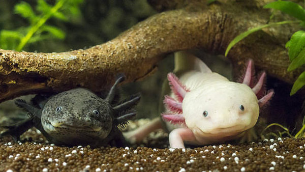 axolotl-4 Axolotl đang có nguy cơ tuyệt chủng