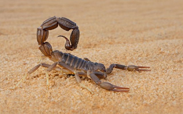 Bọ cạp