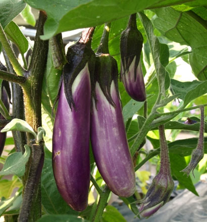Cà tím chứa nhiều chất chống ung thư. 