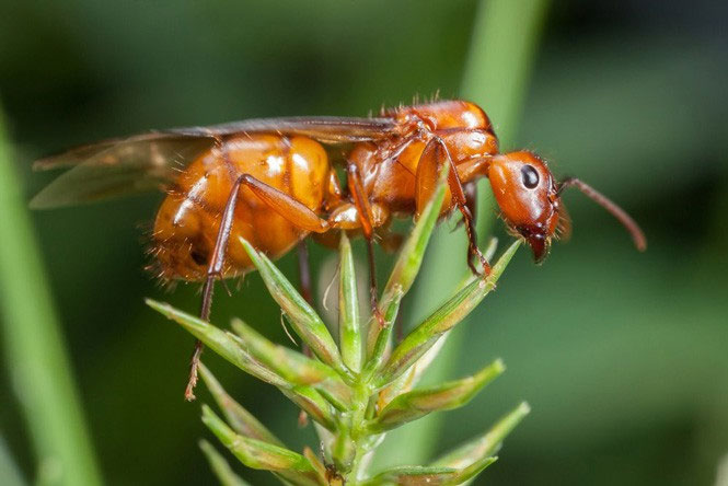 Kiến Drone