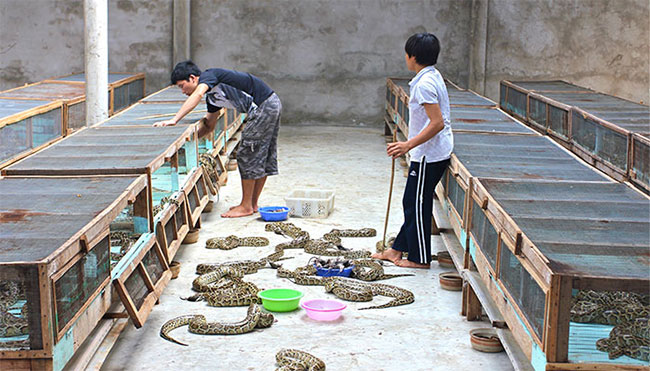 trai-chan-nuoi-tran Mỗi buổi sáng, một con trăn chỉ cần liếm vảy của mình và thế là đủ nước cho cả ngày.
