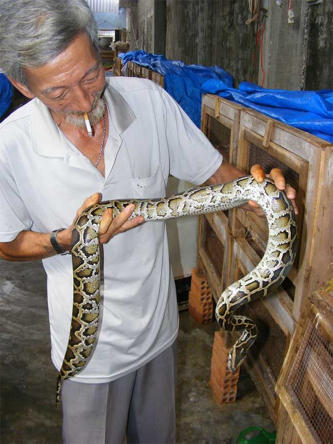 tran-nuoi-tai-viet-nam Trăn gấm thuộc giống Malayopython reticulatus.