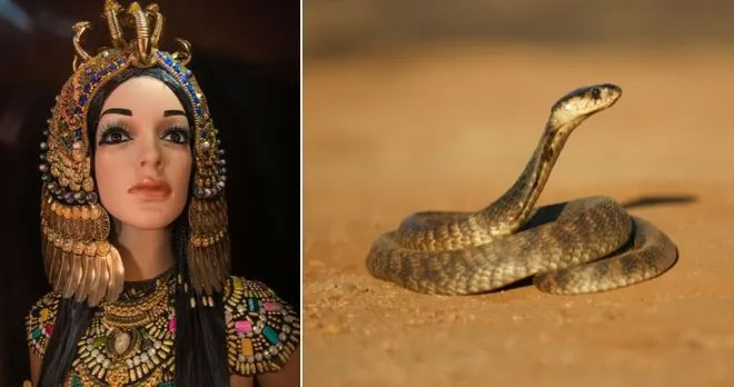 cai-chet-cua-cleopatra Cleopatra, người cai trị cuối cùng của Ptolemaic Ai Cập qua đời vào ngày 12 tháng 8 trước Công nguyên