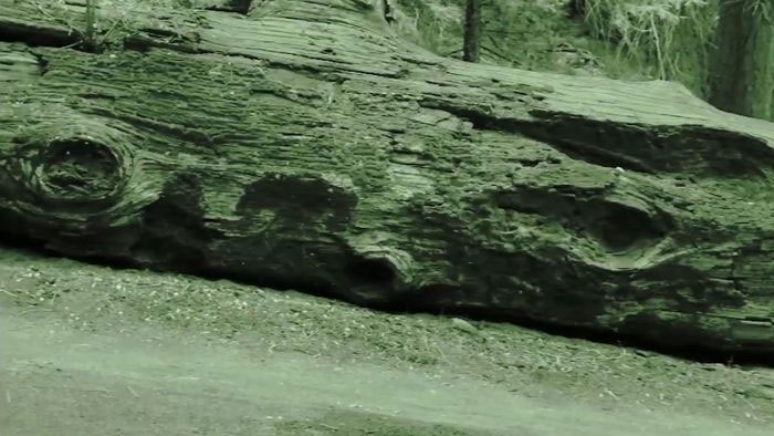 Những thân cây hóa ngọc này chủ yếu tồn tại từ thời Triassic và Jurassic