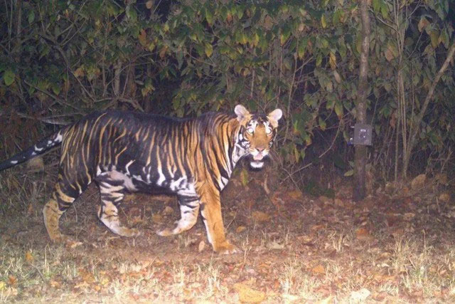 ho-den-3 Hổ đen là một biến thể quý hiếm của Hổ hoàng gia Bengal