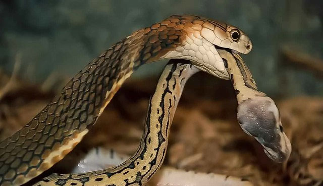 Chúng thích những khu vực rậm rạp, nơi có nhiều cơ hội ẩn nấp và săn mồi.